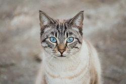 Ojos Azules - Rare Blue Eyed Cats