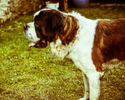 I cani più grandi del mondo. Giganti? Quali sono i cani giganteschi?