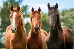 The Evolution of the Horse and What it Means For the Horse Owner