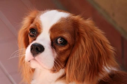 Syringomyelia in Cavalier Spaniels