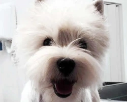 Il carattere del West Highland White Terrier