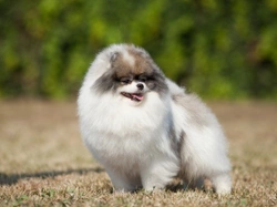 How to Judge Authenticity of a Responsible Dog Breeder