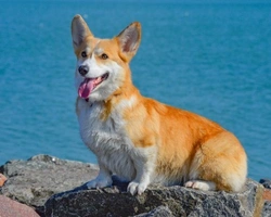 Welsh Corgi Pembroke: prezzo dei cuccioli e dove trovarlo