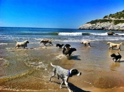 Playas para perros en Barcelona