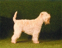 Irský soft coated wheaten teriér