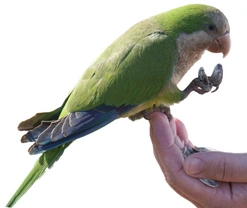 Papoušek jako empatický společník člověka