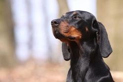 The Gorgeous Austrian Black and Tan Hound