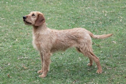 All About the Styrian Coarse-haired Hound