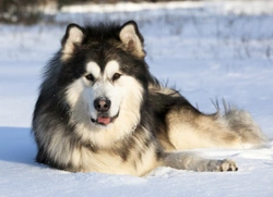 Training the Alaskan malamute successfully