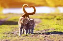 Ten essential articles on cat health and welfare that all cat owners should read