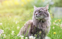 10 Essential UK Cat Care Articles for Coronavirus 2025