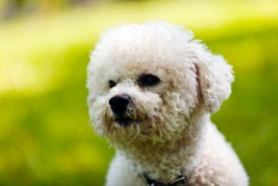 Corneal lipidosis in the Bichon frise