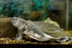 Keeping a soft-shelled turtle as a pet