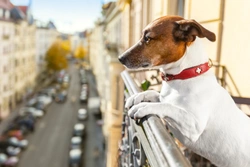 Dogs and balconies - Staying safe