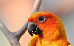 Sun Conure