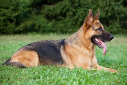 How German shepherds have changed over time – and how this has affected the breed