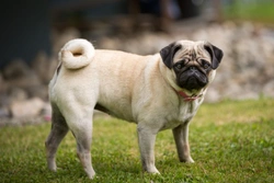 Breed Club Hemivertebrae Testing