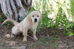 Transitioning Puppy from Pads to Outside: A Guide