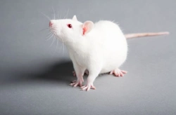 5 Reasons Why Rats Make Lovely Pets