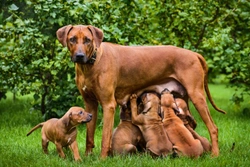 Recognising canine mastitis-and how to resolve it