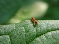 Curiosidades sobre las hormigas