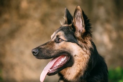 What colour should your dog’s teeth be?