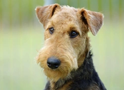 The Airedale terrier and autoimmune hypothyroiditis