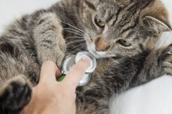 Signs of Illness in Cats – When to call the Vet