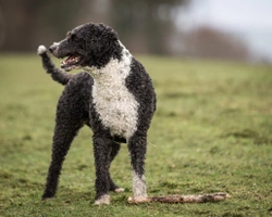 Dog breeds with dreadlocks!