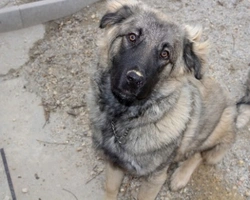 Associazioni animali:  CanDestino Dog Rescue Me