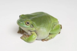 White’s Tree Frogs as Pets