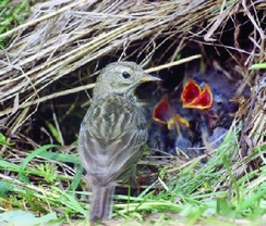 Linduška luční - Anthus pratensis