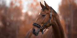 Skydda hästen mot höstplågorna- så förebygger och behandlar du mugg, regnskållor och skav