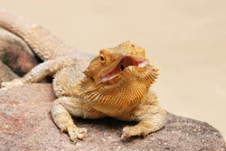 Bearded Dragon Health and Diseases