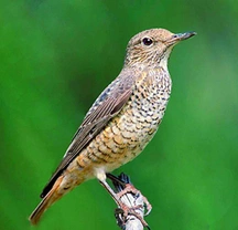 Skalník zpěvný – Monticola saxatilis (Linnaeus, 1766)