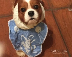 Alimentazione del Cavalier King: