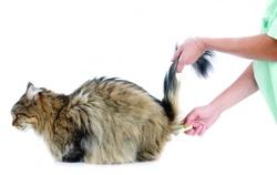 Infekční choroby koček Infekční peritonitis koček – FIP