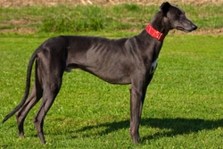 Five universal personality traits of the Greyhound