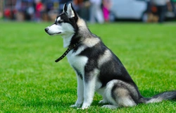 Pets4Homes announces its definitive list of the UK’s most popular working dog breeds