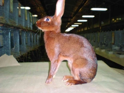 Z činnosti Klubu chovatelů králíků zaječích