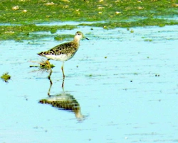 Bahňáci – podřád Charadrii