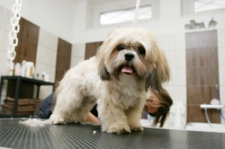 Dealing with matted fur in dogs