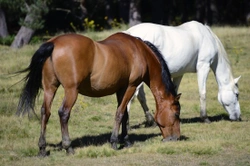 Retired Racehorses Can Achieve Great Things in Other Disciplines