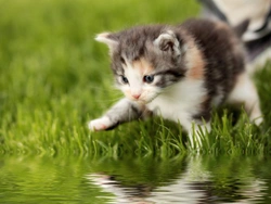 Why Do Cats Hate Water So Much?