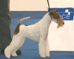 Fox Terrier a pelo ruvido, il carattere e l'impegno nel lavoro