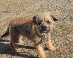 Border Terrier: prezzo, pelo e carattere