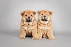 Five fascinating snippets of information about the Chow Chow dog breed