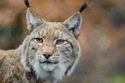 Lince Ibérico, el felino más amenazado del planeta