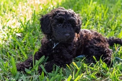 The main characteristics of the Schnoodle dog