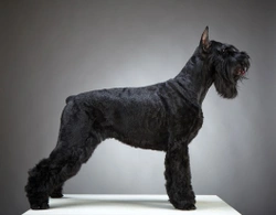 Choosing between the Great Dane and the Giant Schnauzer